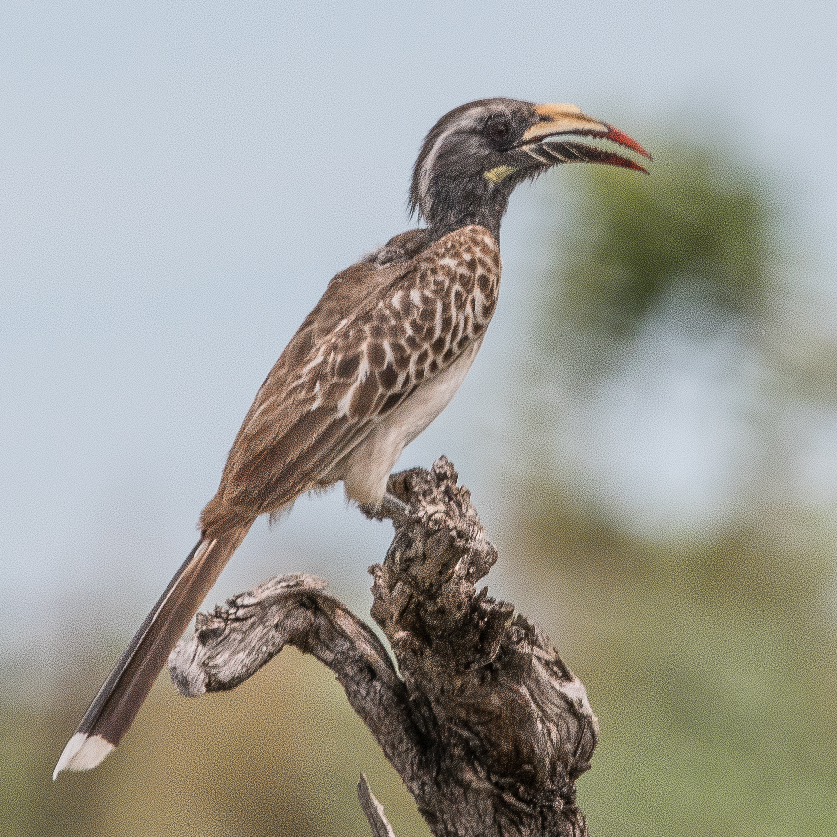 Calao à bec noir (African grey Hornbill, Lophoceros nasutus), femelle adulte, Kwando reserve, Botswana.